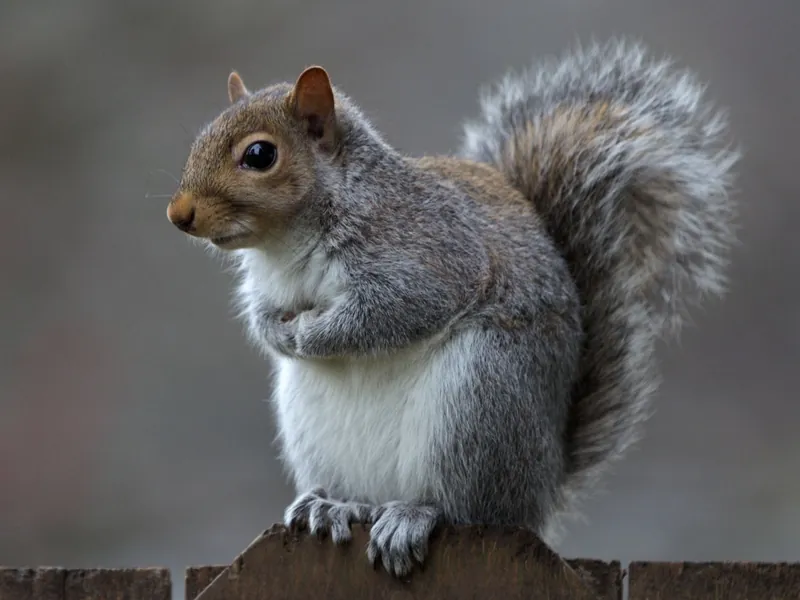 Grey squirrel on a roof edge near a loft entry point in Manenberg