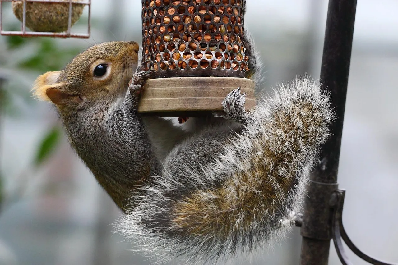 Grey squirrel feeding from a garden bird feeder in Manenberg