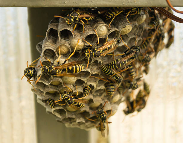 Common wasps building a papery nest under a roof eave in Manenberg