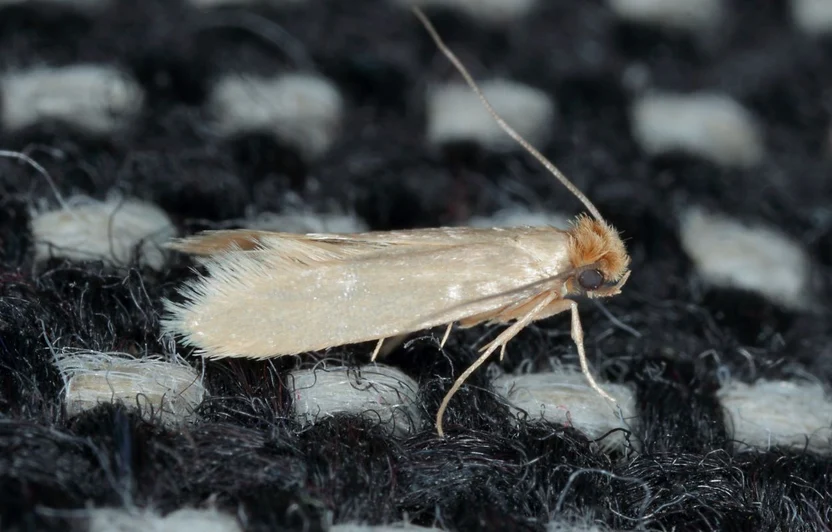 Clothes moth on a woollen garment in a wardrobe in Manenberg