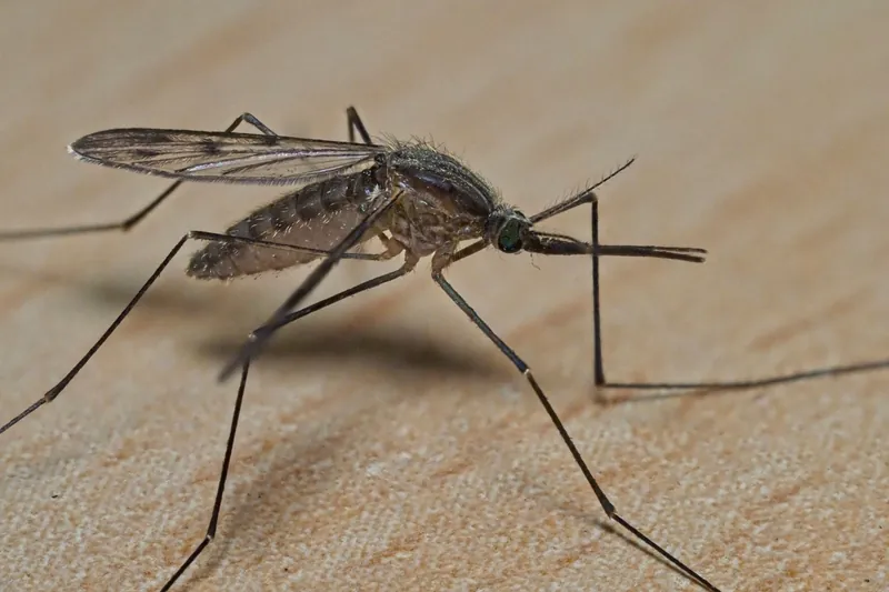 Mosquito feeding on human skin in Manenberg