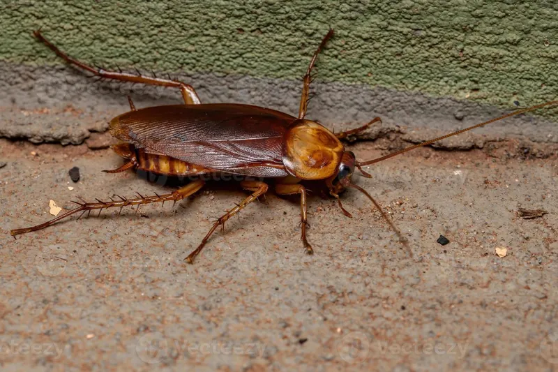 German cockroach on a kitchen surface at night in Manenberg