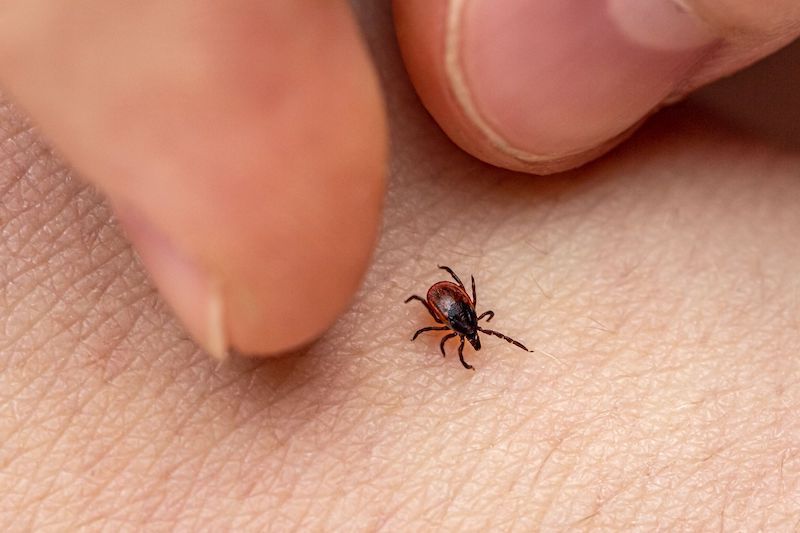 Engorged tick attached to skin in long grass in Manenberg