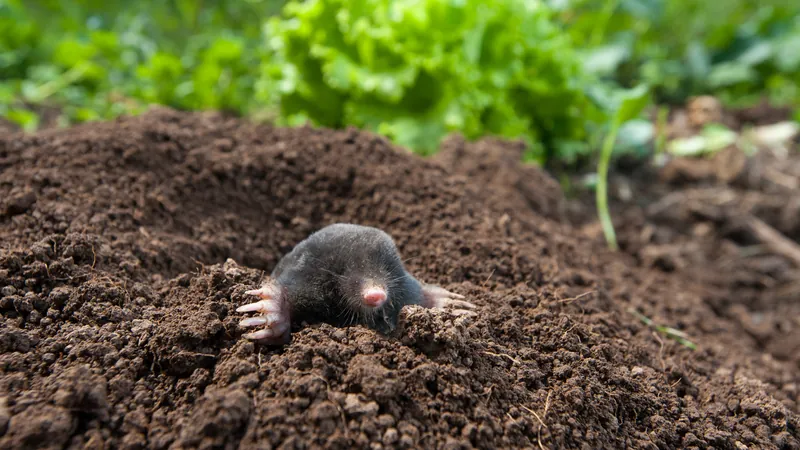 Fresh molehills across a damaged lawn in Manenberg