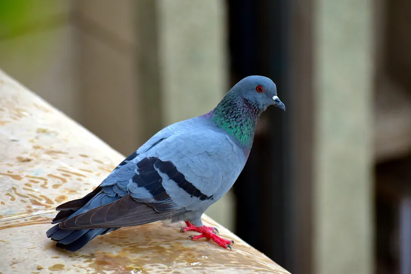 Feral pigeons roosting and fouling a building ledge in Manenberg