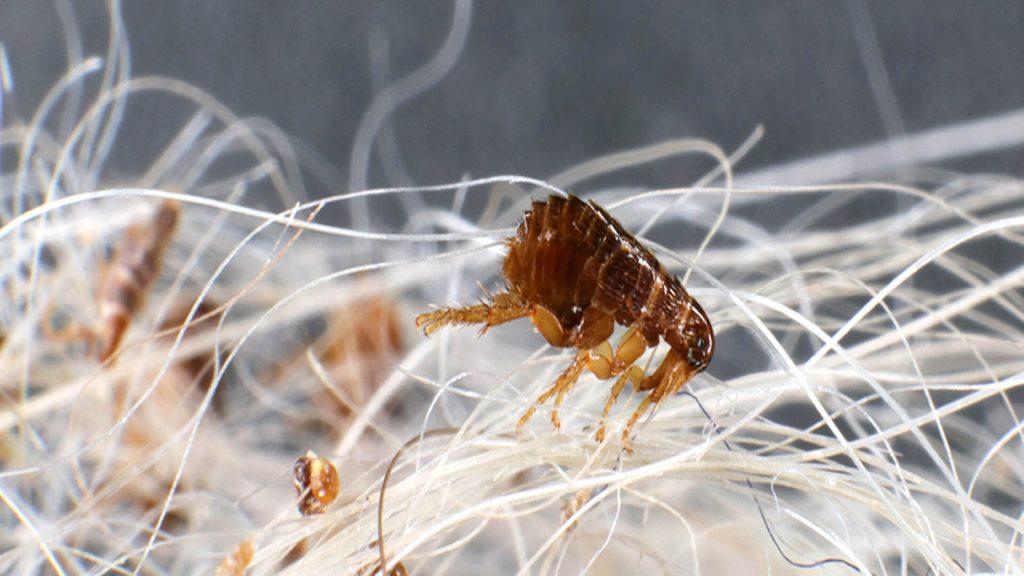 Close-up of a cat flea on animal fur in Manenberg