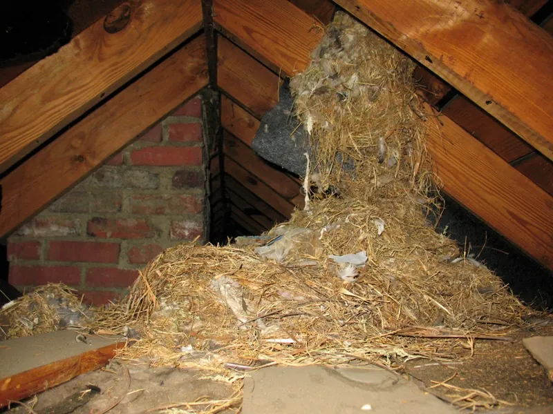 Bird mites clustered around a disused bird nest in Manenberg
