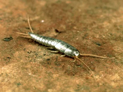 Silverfish on damp bathroom tiling in Manenberg