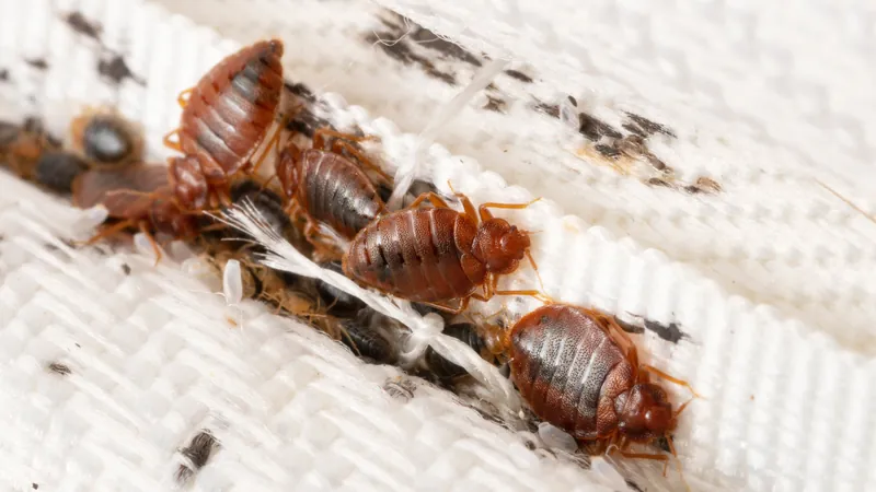 Bed bug on a mattress seam beside dark staining in Manenberg
