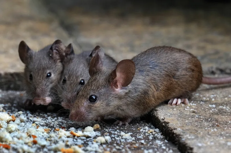 House mouse on a skirting board beside a gnawed hole in Manenberg