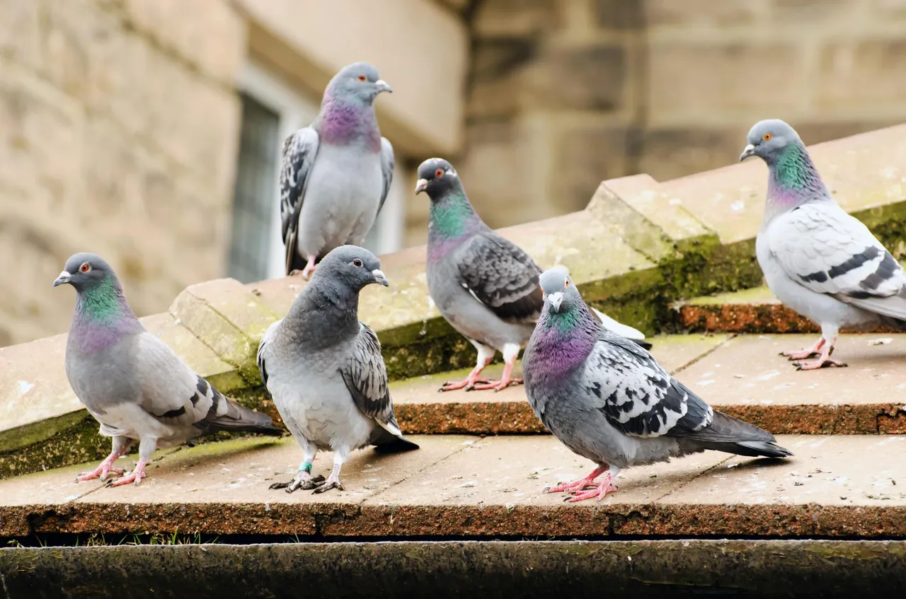 Feral pigeons roosting on a stone ledge before bird proofing in Manenberg