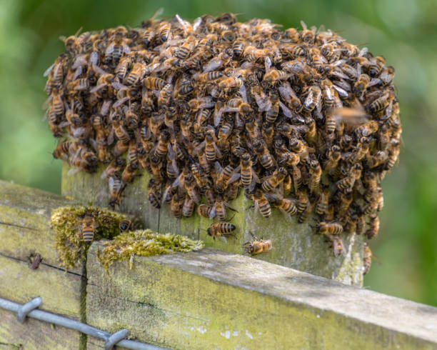 Honey bee colony nesting inside a wall cavity in Manenberg