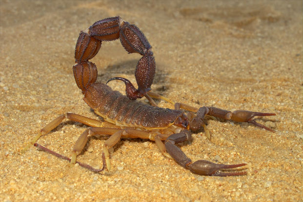 Scorpion sheltering under a rock beside a building in Manenberg