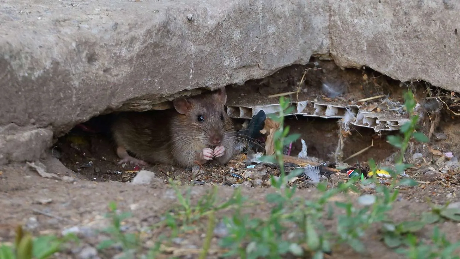 Rat sheltering in a gap beneath a concrete structure in Manenberg