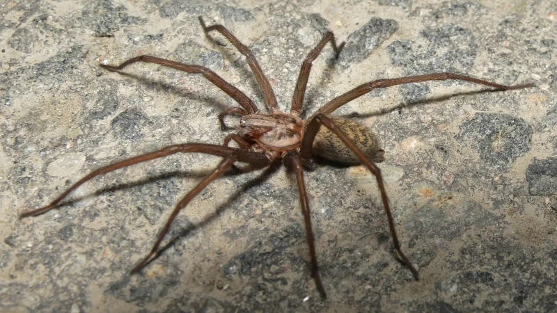 House spider on its web in a dark corner in Manenberg