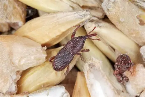 Grain weevils in a container of stored rice in Manenberg