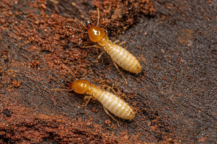 Termites tunnelling through damaged softwood timber in Manenberg