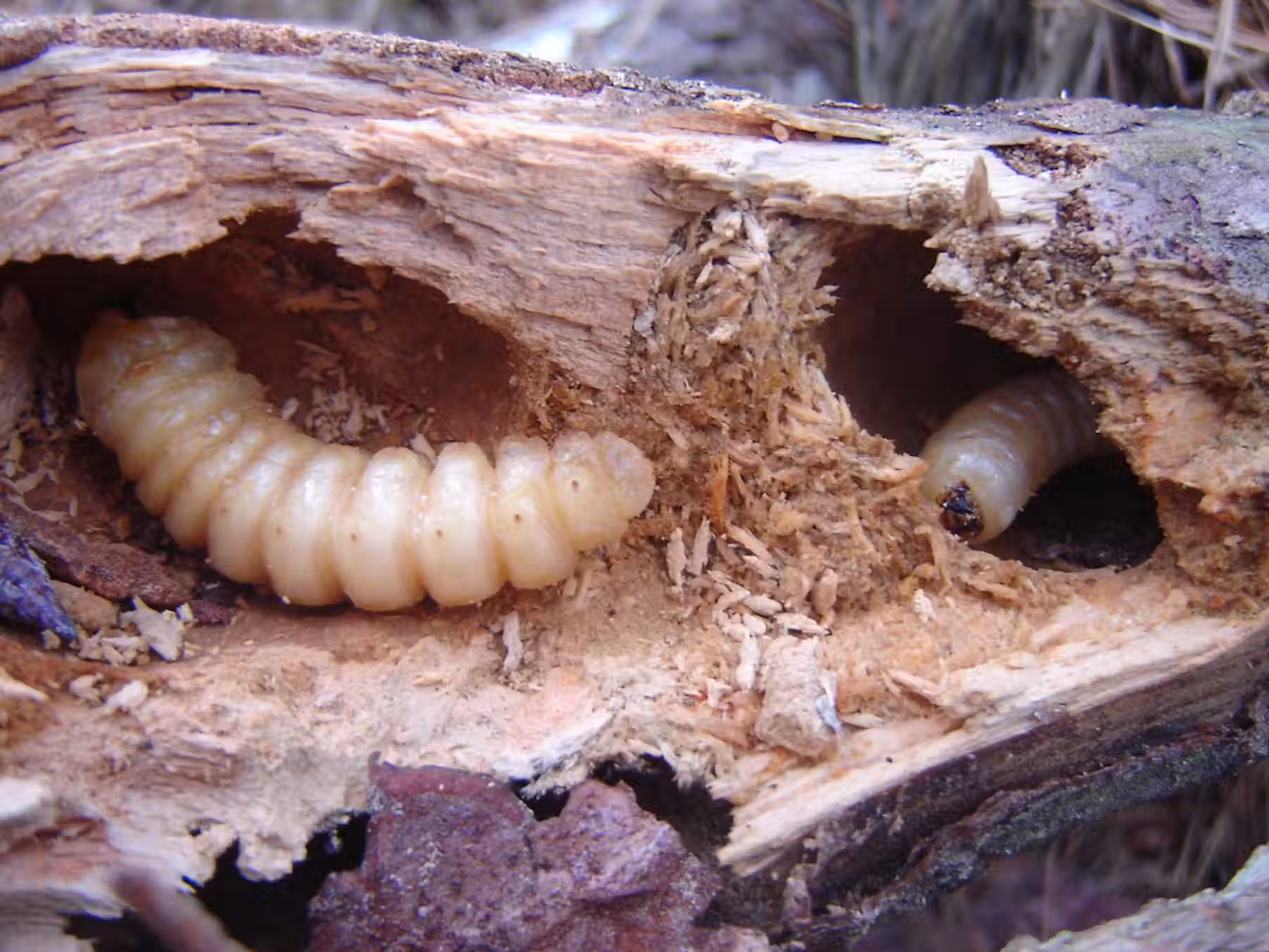 Timber showing wood borer damage before preservation treatment in Manenberg