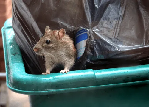 Brown rat emerging from a gap in a concrete wall in Manenberg