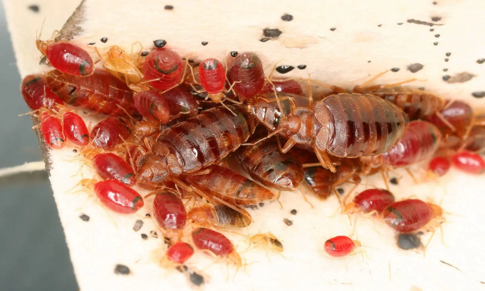 Cluster of adult bed bugs and nymphs with droppings on a mattress seam